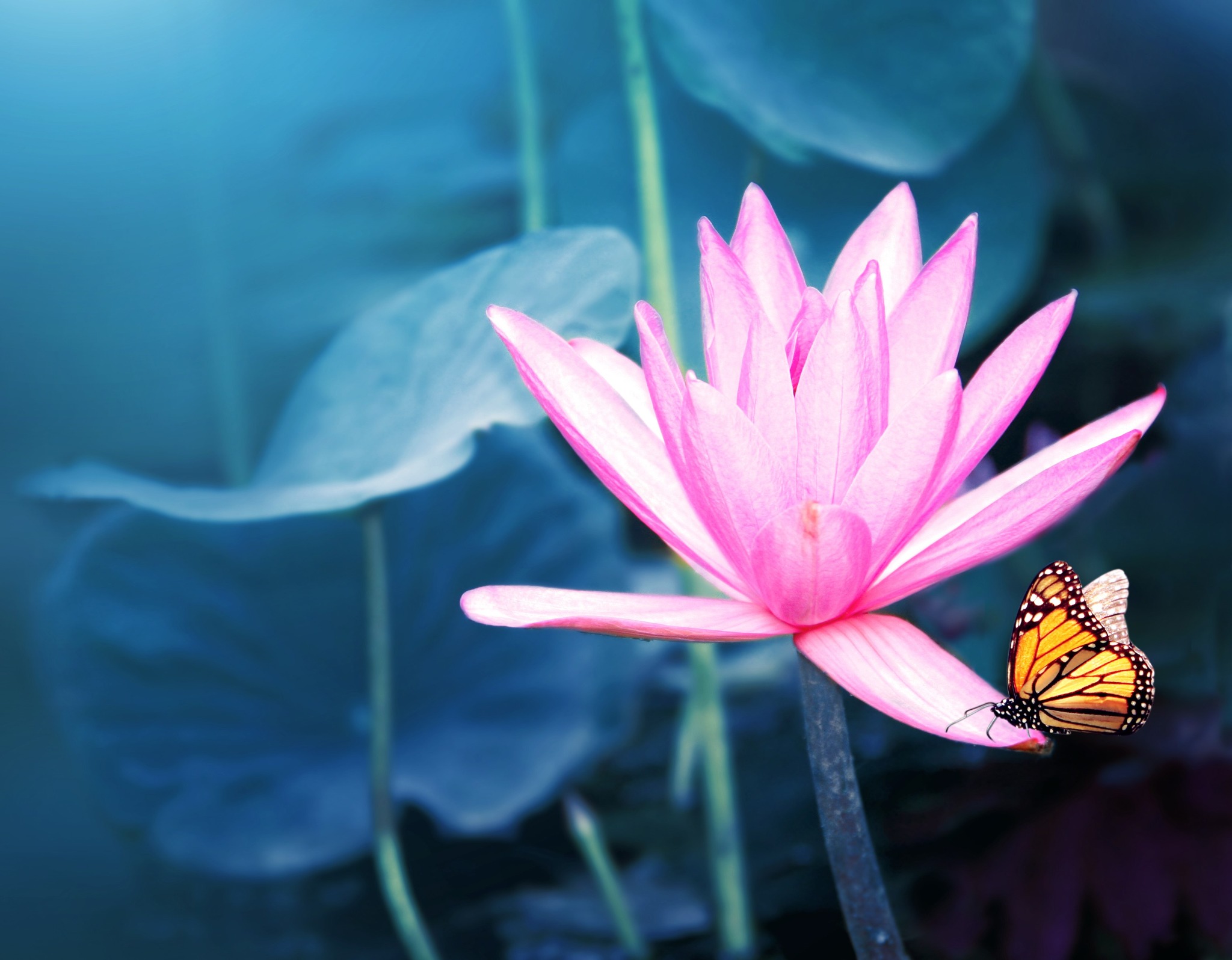 Pink lotus flower with a butterfly above water